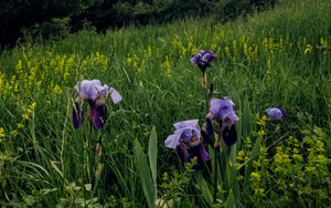 Preview wallpaper irises, flowers, plants, grass, field