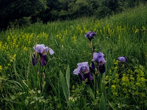 Preview wallpaper irises, flowers, plants, grass, field