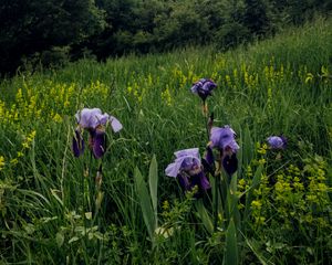 Preview wallpaper irises, flowers, plants, grass, field