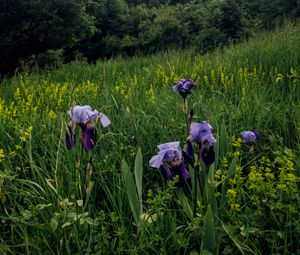 Preview wallpaper irises, flowers, plants, grass, field