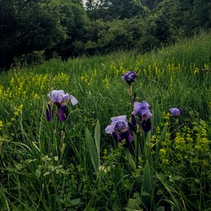 Preview wallpaper irises, flowers, plants, grass, field