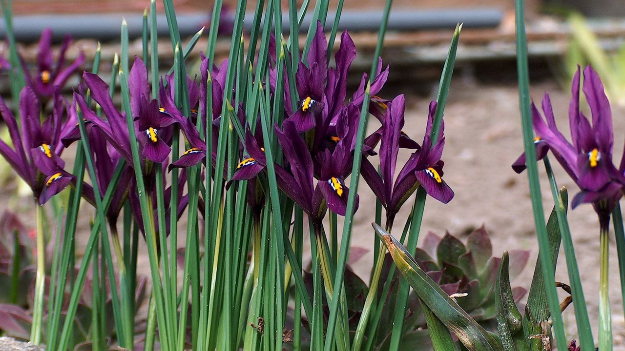 Wallpaper irises, flowers, purple, green