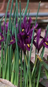 Preview wallpaper irises, flowers, purple, green