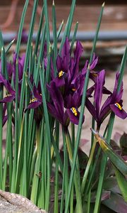 Preview wallpaper irises, flowers, purple, green