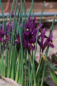 Preview wallpaper irises, flowers, purple, green