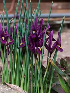 Preview wallpaper irises, flowers, purple, green