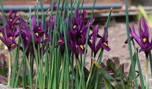 Preview wallpaper irises, flowers, purple, green