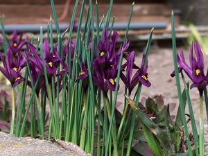 Preview wallpaper irises, flowers, purple, green