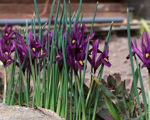 Preview wallpaper irises, flowers, purple, green