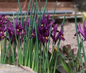 Preview wallpaper irises, flowers, purple, green