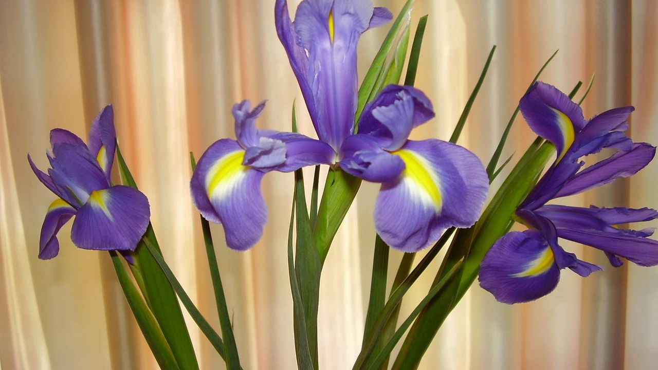 Wallpaper irises, flowers, shade, green
