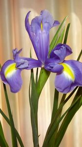 Preview wallpaper irises, flowers, shade, green