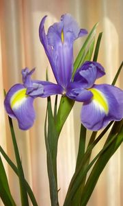 Preview wallpaper irises, flowers, shade, green