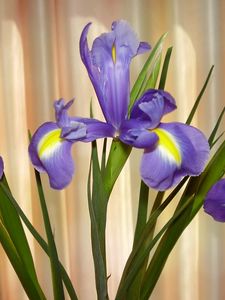 Preview wallpaper irises, flowers, shade, green