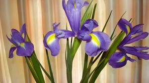 Preview wallpaper irises, flowers, shade, green