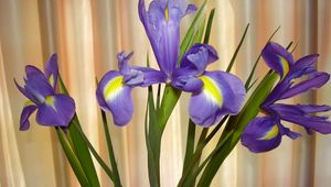 Preview wallpaper irises, flowers, shade, green