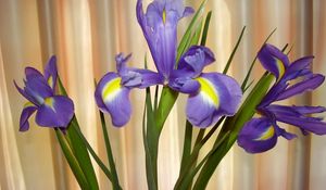 Preview wallpaper irises, flowers, shade, green