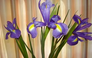 Preview wallpaper irises, flowers, shade, green