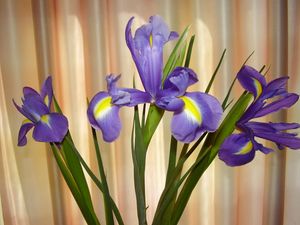 Preview wallpaper irises, flowers, shade, green