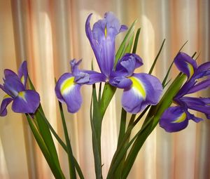 Preview wallpaper irises, flowers, shade, green