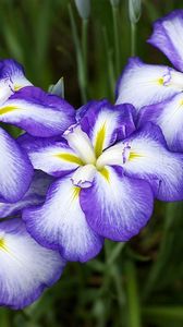 Preview wallpaper irises, flowers, two-color, flowerbed