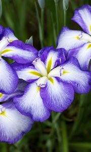 Preview wallpaper irises, flowers, two-color, flowerbed