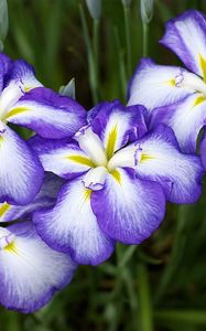 Preview wallpaper irises, flowers, two-color, flowerbed