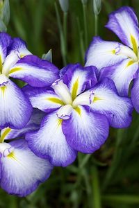 Preview wallpaper irises, flowers, two-color, flowerbed