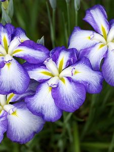 Preview wallpaper irises, flowers, two-color, flowerbed