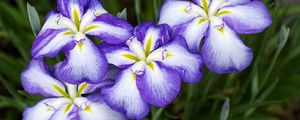 Preview wallpaper irises, flowers, two-color, flowerbed