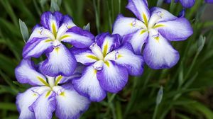 Preview wallpaper irises, flowers, two-color, flowerbed