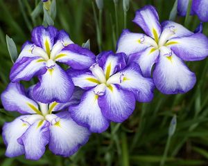 Preview wallpaper irises, flowers, two-color, flowerbed