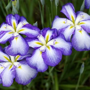 Preview wallpaper irises, flowers, two-color, flowerbed