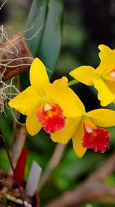 Preview wallpaper irises, flowers, yellow, bright, close-up