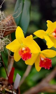 Preview wallpaper irises, flowers, yellow, bright, close-up