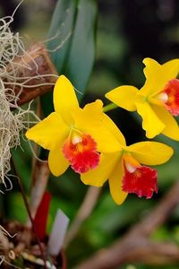 Preview wallpaper irises, flowers, yellow, bright, close-up