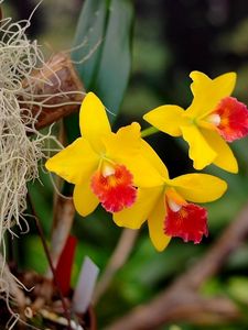 Preview wallpaper irises, flowers, yellow, bright, close-up