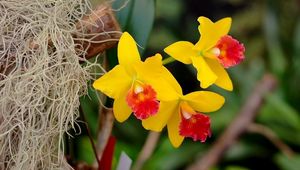 Preview wallpaper irises, flowers, yellow, bright, close-up