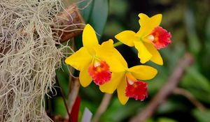 Preview wallpaper irises, flowers, yellow, bright, close-up