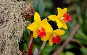 Preview wallpaper irises, flowers, yellow, bright, close-up