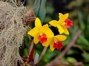 Preview wallpaper irises, flowers, yellow, bright, close-up