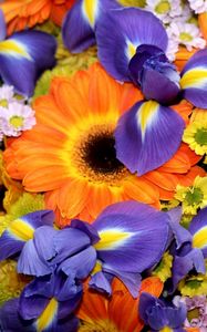 Preview wallpaper irises, gerberas, chrysanthemums, flowers, bouquet, bright