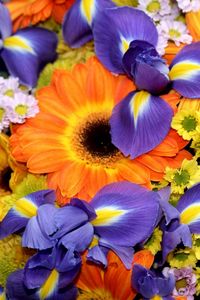 Preview wallpaper irises, gerberas, chrysanthemums, flowers, bouquet, bright