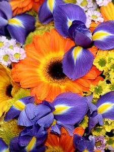 Preview wallpaper irises, gerberas, chrysanthemums, flowers, bouquet, bright