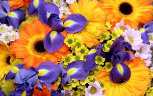 Preview wallpaper irises, gerberas, chrysanthemums, flowers, bouquet, bright