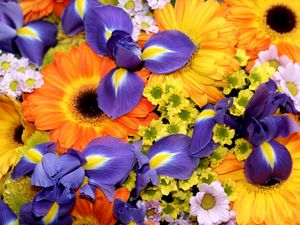 Preview wallpaper irises, gerberas, chrysanthemums, flowers, bouquet, bright