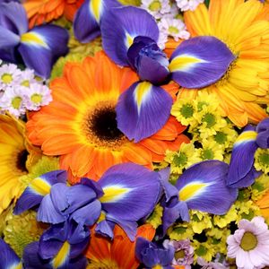 Preview wallpaper irises, gerberas, chrysanthemums, flowers, bouquet, bright