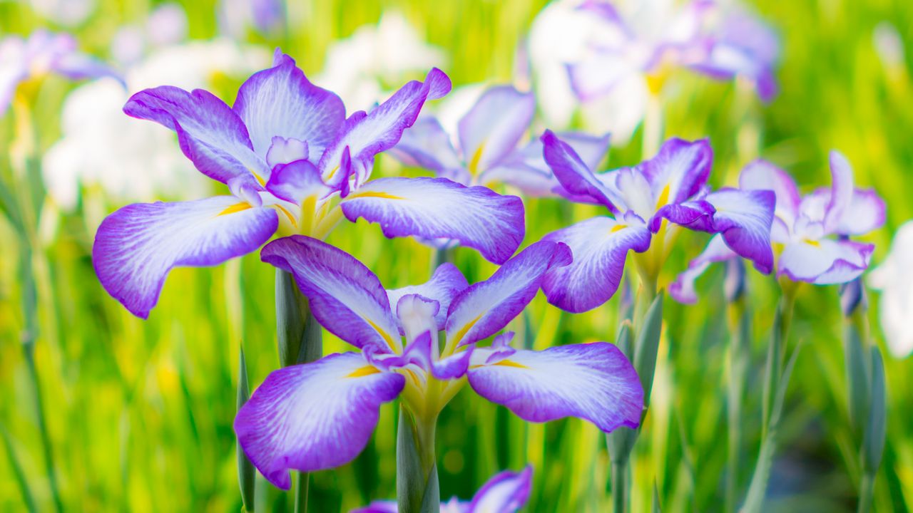 Wallpaper irises, summer, flowerbed, flowers, blossom