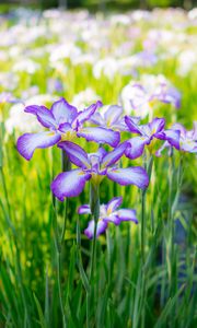 Preview wallpaper irises, summer, flowerbed, flowers, blossom