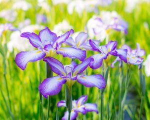 Preview wallpaper irises, summer, flowerbed, flowers, blossom